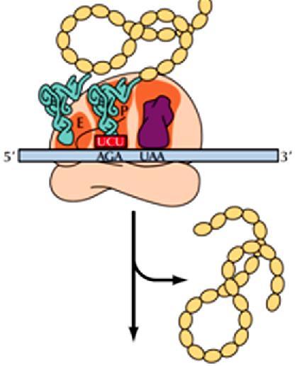 Προκαρυωτικά κύτταρα: RF1 αναγνωρίζει τα UAA και UAG RF2 αναγνωρίζει τα UAA και UGA Ευκαρυωτικά κύτταρα: erf1 για τα 3 κωδικόνια τερματισμού