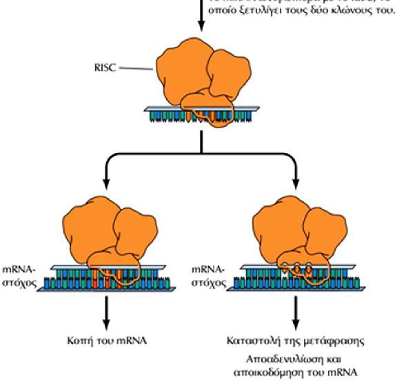 mirna RISC: RNA Inducing Silencing Complex τέλειο ζευγάρωμα ατελές ζευγάρωμα Η παρεμβολή RNA (RNAi) πραγματοποιείται από μικρά δίκλωνα μόρια RNA που κόβονται από το ένζυμο Dicer, σε βραχέα