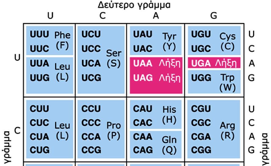 ΓΕΝΕΤΙΚΟΣ ΚΩΔΙΚΑΣ Ο γενετικός κώδικας είναι: Τριαδικός (κωδικόνιο) Παγκόσμιος (καθολικός) Εκφυλισμένος (συνώνυμα) Μη επικαλυπτόμενος 64 κωδικόνια: 61