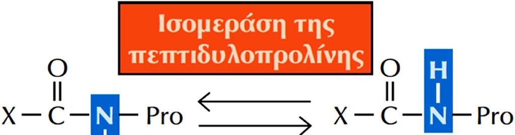 2. Το δεύτερο ένζυμο που εμπλέκεται στην αναδίπλωση των πρωτεϊνών είναι η ισομεράση της πεπτιδυλοπρολίνης που καταλύει τον ισομερισμό πεπτιδικών δεσμών στους οποίους ενέχονται κατάλοιπα προλίνης