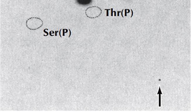 Οι θέσεις των σημασμένων με 32P αμινοξέων προσδιορίστηκαν μετά από έκθεση της επιφάνειας