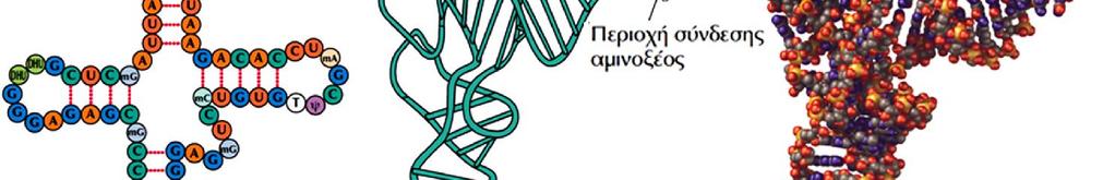 Ρόλος του trna στην πρωτεϊνοσύνθεση Δομή τριφυλλιού Δομή του trnaphe CCA Βραχίονας-δέκτης Βρόγχος D Αναδιπλωμένη μορφή σε σχήμα L Μοντέλο στο χώρο (3D) Βρόγχος ΤψC Μεταβλητός βρόγχος