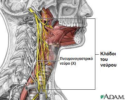 1.1.1. Νεύρωση του λάρυγγα Ο λάρυγγας νευρώνεται κινητικά και αισθητικά από το πνευμονογαστρικό νεύρο (εικ. 2).