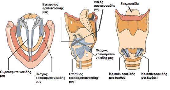 1.1.4. Μύες του λάρυγγα Οι μύες του λάρυγγα διακρίνονται σε αυτόχθονες και ετερόχθονες (εικ. 4).