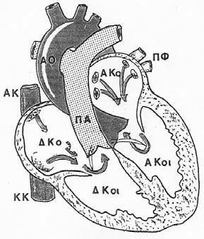 Περιγράφεται όμως ότι η καρδιά μέσης ανάπτυξης ενηλίκου έχει διαστάσεις : από τη βάση ως τη κορφή 12 εκ., μέγιστη εγκάρσια διάμετρο 8-9 εκ. και προσθιοπίσθια διάμετρο 6 εκ.