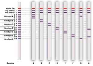 πολυμεράση HIV RT inh, protease