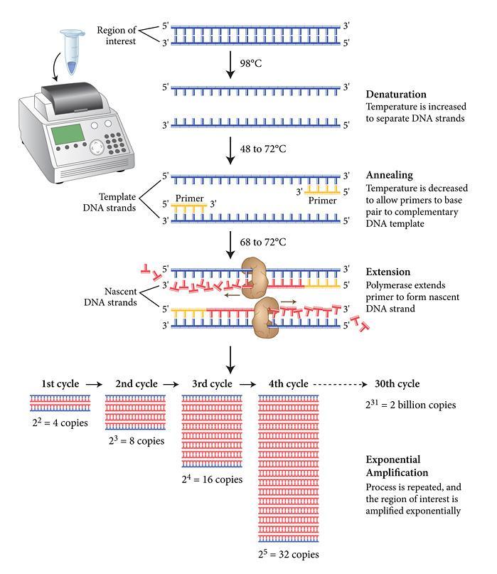 Αλυσιδωτή Αντίδραση Πολυμεράσης- 1985 Μόριο DNA Αποδιάταξη DNA (90 ο ) Σύνδεση ειδικών
