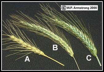 Rye (Secale cereale). A. Bread wheat (Triticum aestivum); B.