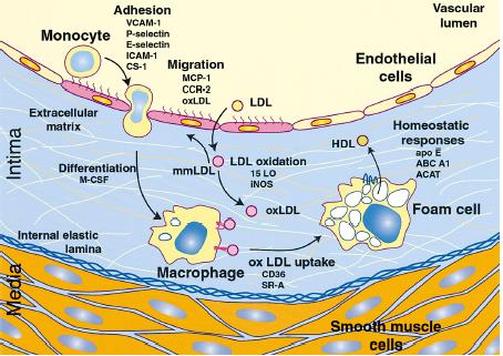 ΕΙΣΑΓΩΓΗ Η παραγωγή αυξητικών και χημειοτακτικών παραγόντων από τα ενεργοποιημένα μονοκύτταρα/μακροφάγα και από τα Τ-λεμφοκύτταρα της περιοχής της βλάβης επάγει τον κυτταρικό πολλαπλασιασμό και τη
