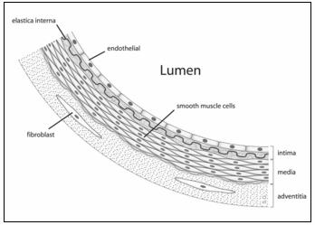 ΕΙΣΑΓΩΓΗ Εικόνα 5. Σχηματικά τμήμα της διατομής ενός αγγείου. Προς το εσωτερικό διακρίνεται η στιβάδα το ενδοθήλιο του αγγείου που αποτελείται από μία στιβάδα ενδοθηλιακών κυττάρων. Image 5.