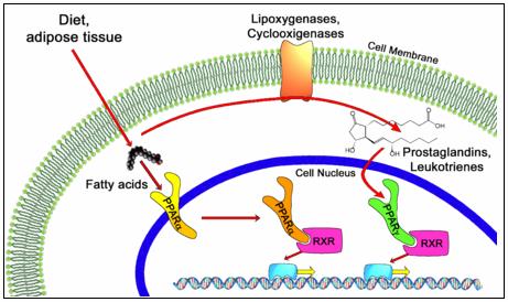 ΕΙΣΑΓΩΓΗ ενδοκυτταρική συγκέντρωση λιπαρών οξέων και από προσταγλανδίνες και λευκοτρίενια (Qi et al, 2000). Στα κύτταρα έχουν βρεθεί 3 τύποι των PPAR, οι α, β/δ και γ.