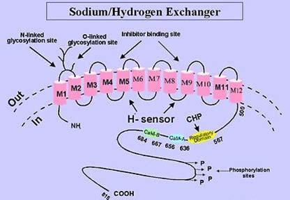 ΕΙΣΑΓΩΓΗ H + ) με εξωκυτταρικά ιόντα Na + σε στοιχειομετρική αναλογία 1:1. Ο ανταλλάκτης ΝΗΕ έχει βρεθεί σε 9 ισομορφές.
