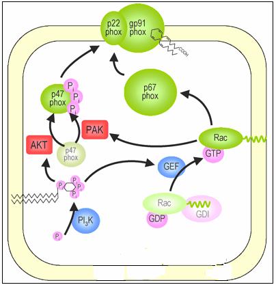 ΕΙΣΑΓΩΓΗ Εικόνα 16. Ενεργοποίηση της NADPH οξειδάσης. Η ΡΙΡ 3, προϊόν της δράσης της ΡΙ3Κ, ενεργοποιεί την Αkt και την Rac μέσω της ανταλλαγής GDP/GTP.