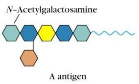 1.2.2. Δομή και Βιοσύνθεση των αντιγόνων του συστήματος ΑΒΟ: Η μορφή των αντιγόνων του συστήματος ΑΒΟ καθορίζεται απο την αλληλουχία των σακχάρων που συνδέονται με την ερυθροκυτταρική μεμβράνη.