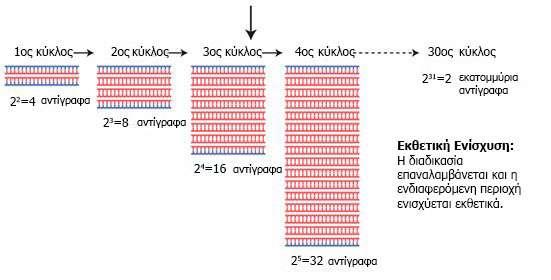 Εικόνα 16: Σχηματική αναπαράσταση της αρχής λειτουργίας της PCR μεθόδου. Η μέθοδος PCR είναι εξαιρετικά ευαίσθητη.