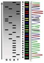 Εικόνα 21 Εικόνα 22 4)Αλληλούχιση DNA- PCR direct sequencing Αν και όλοι οι γενετικοί δείκτες ποσοτικοποιούν (άμεσα ή έμμεσα) την ποικιλότητα σε επίπεδο DNA, η αλληλούχιση είναι η μόνη μέθοδος που