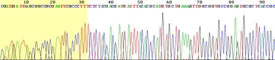 Εικόνα 23: Χρωματόγραμμα αλληλουχίας DNA.http://www.ncbi.nlm.nih.