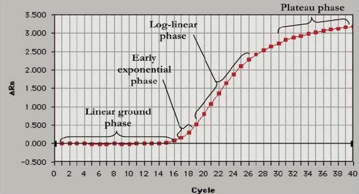Εικόνα 24: H καμπύλη πολλαπλασιασμού της πραγματικού χρόνου PCR.