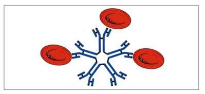 Εικόνα 39: Το αντίσωμα IgM έχει τη δυνατότητα να συλλαμβάνει και να συγκολλά δύο ή περισσότερα ερυθρά αιμοσφαίρια.