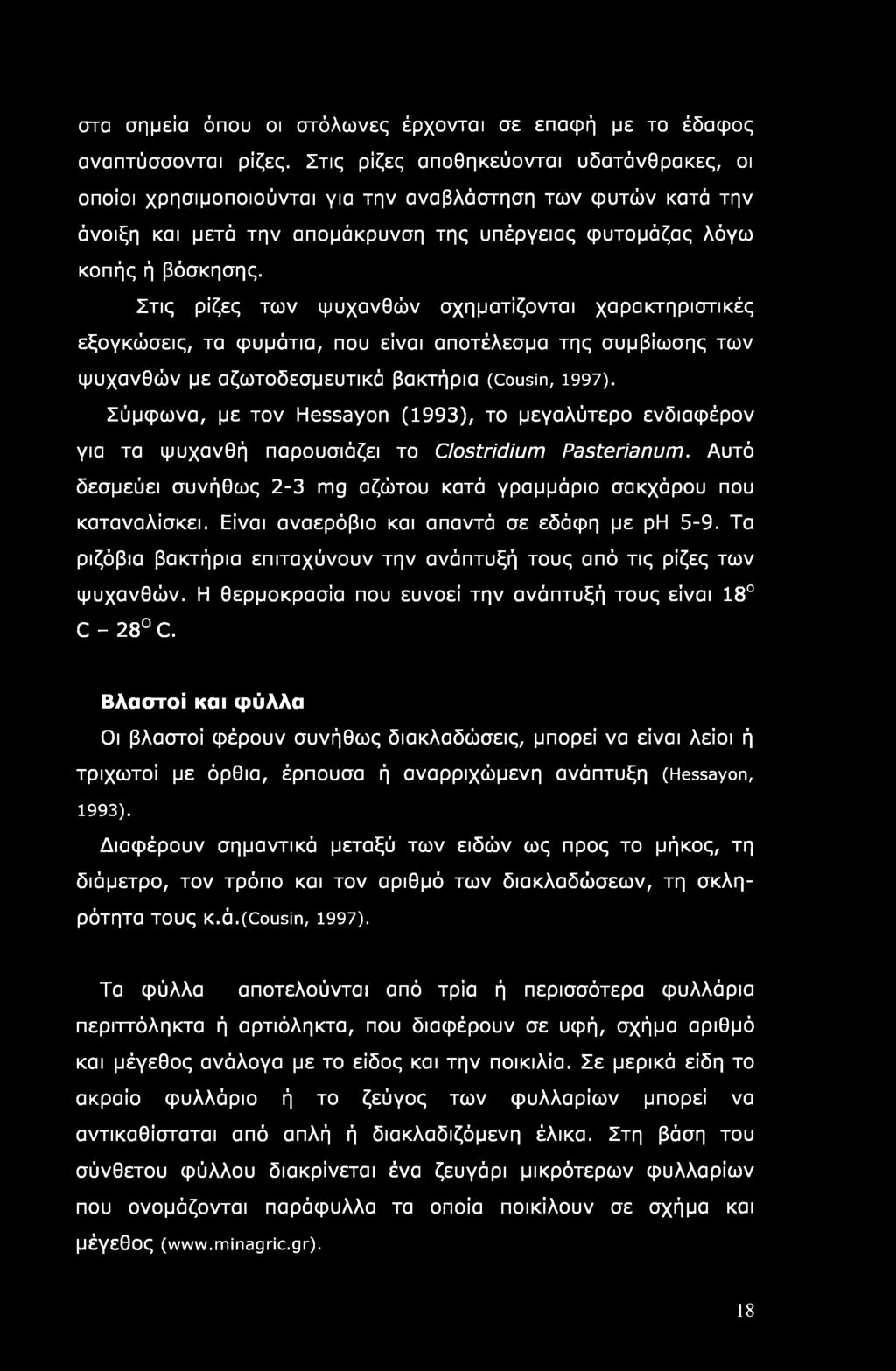 στα σημεία όπου οι στόλωνες έρχονται σε επαφή με το έδαφος αναπτύσσονται ρίζες.