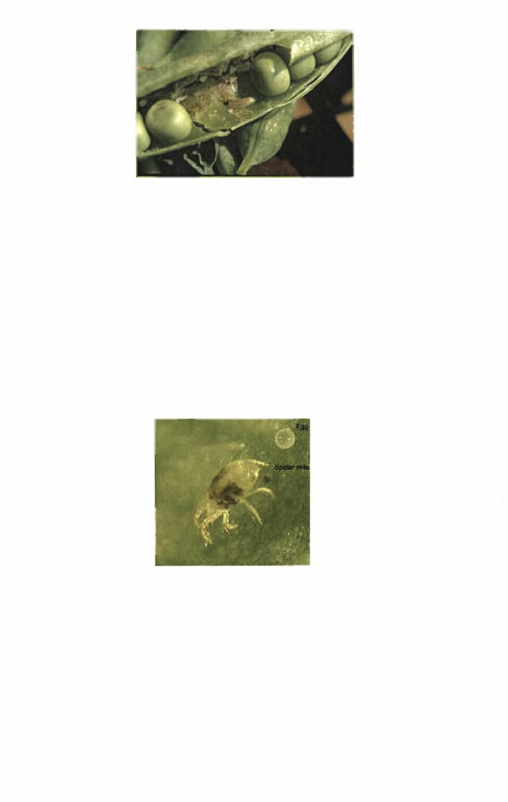 Εικόνα 3.9.1: Κάμπια των λοβών μπιζελιού (Laspeyresia nigricana) (Chodulska, L.M., http://www.