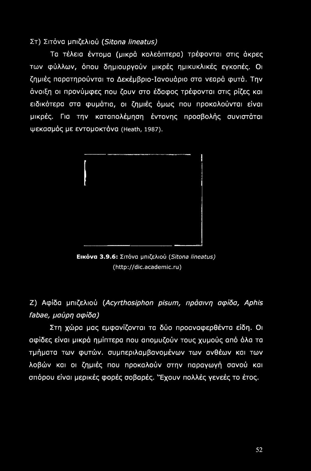 Την άνοιξη οι προνύμφες που ζουν στο έδαφος τρέφονται στις ρίζες και ειδικότερα οτα φυμάτια, οι ζημιές όμως που προκαλούνται είναι μικρές.