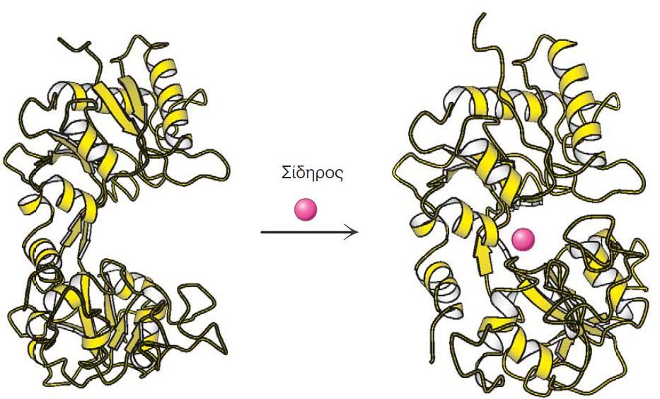 5 Σχήμα 1.1 Ευκαμψία και λειτουργία [2]. Η πρωτεΐνη λακτοφερρίνη όταν δεσμεύει σίδηρο αλλάζει δομή, επιτρέποντας έτσι σε άλλα μόρια να ξεχωρίσουν το μόριο που έχει σίδηρο από εκείνο που δεν έχει. 1.2. Τα δομικά συστατικά των πρωτεϊνών Τα αμινοξέα είναι οι δομικές μονάδες των πρωτεϊνών [5][32][38].
