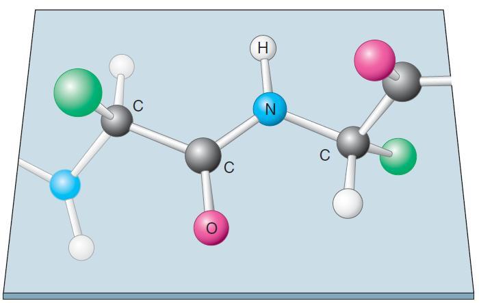 11 Σχήμα 1.7 Ο πεπτιδικός δεσμός είναι επίπεδος [2]. Στο ζεύγος συνδεδεμένων αμινοξέων και τα έξι άτομα (Ca,C,O,N,H και C6) βρίσκονται στο ίδιο επίπεδο.
