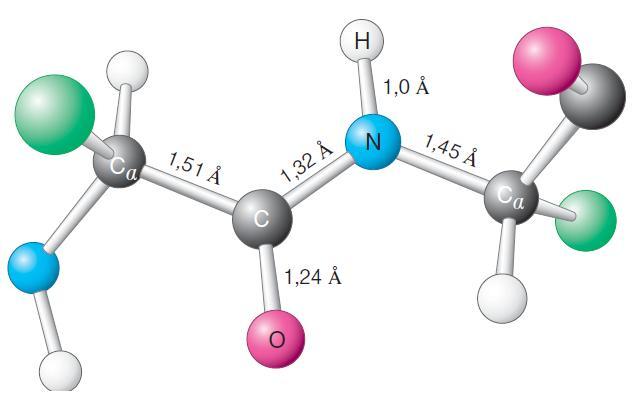 Αυτός ο χαρακτήρας διπλού δεσμού εκφράζεται και στην απόσταση μεταξύ των ομάδων CO και NH.