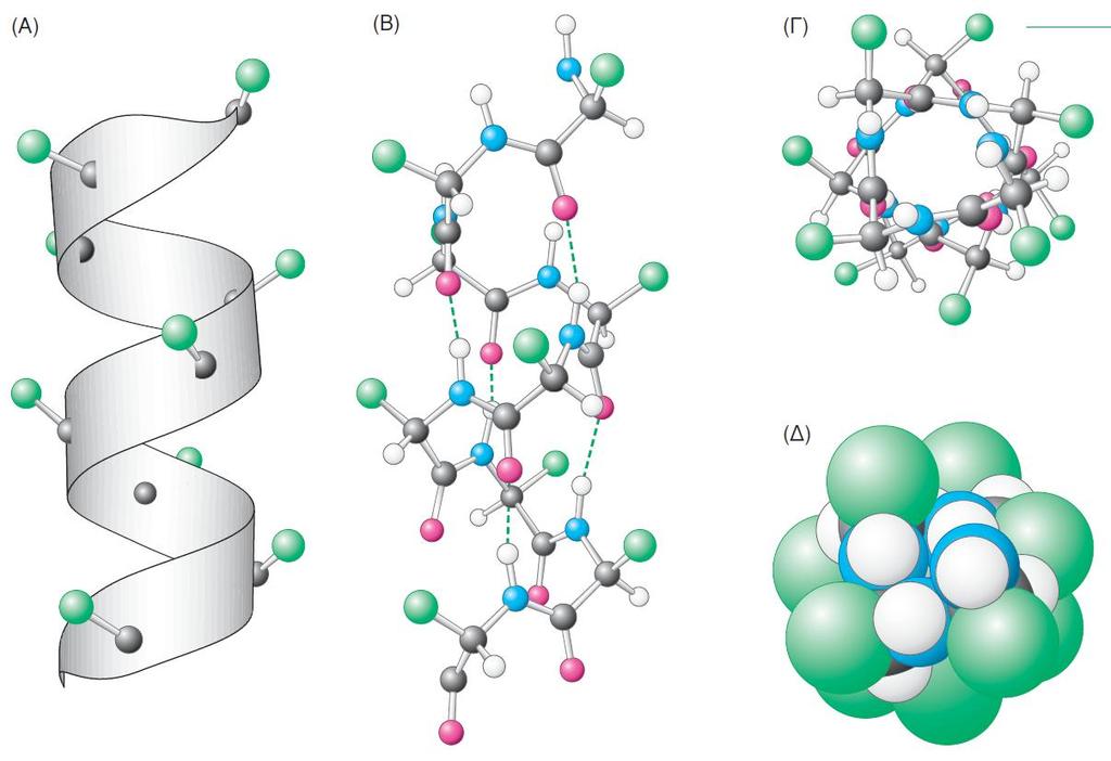 15 1.4. Αναδίπλωση των πολυπεπτιδικών αλυσίδων (δευτεροταγής δομή) Μια πολυπεπτιδική αλυσίδα αναδιπλώνεται σε κανονικά επαναλαμβανόμενες δομές [23][33].