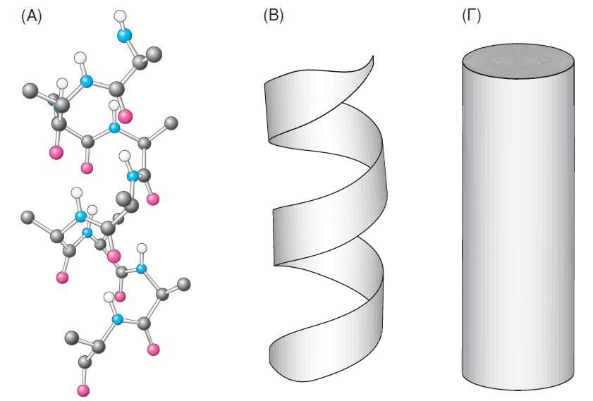 17 Σχήμα 1.14 Σχηματική απεικόνιση μιας α-έλικας [2]. (Α) Μοντέλο με σφαίρες και ράβδους. (Β) Απεικόνιση κορδέλας. (Γ) Απεικόνιση κυλίνδρου.