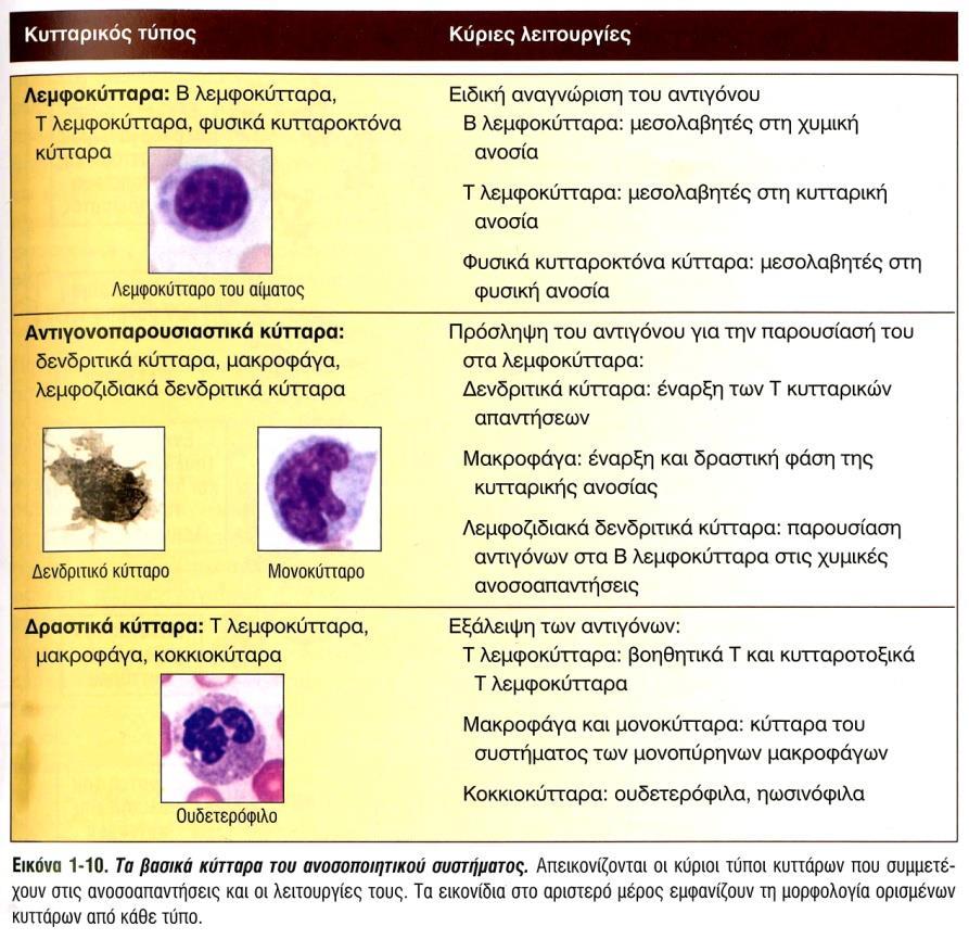 Α.1 ΤΑ ΚΥΤΤΑΡΑ ΤΗΣ ΑΝΟΣΙΑΣ Διακρίνονται στα λεμφοκύτταρα, τα αντιγονοπαρουσιαστικά κύτταρα και τα δραστικά ή τελεστικά κύτταρα (effector cells)(εικόνα 1). Εικόνα 1 (Abul K. Abbas, Andrew H.