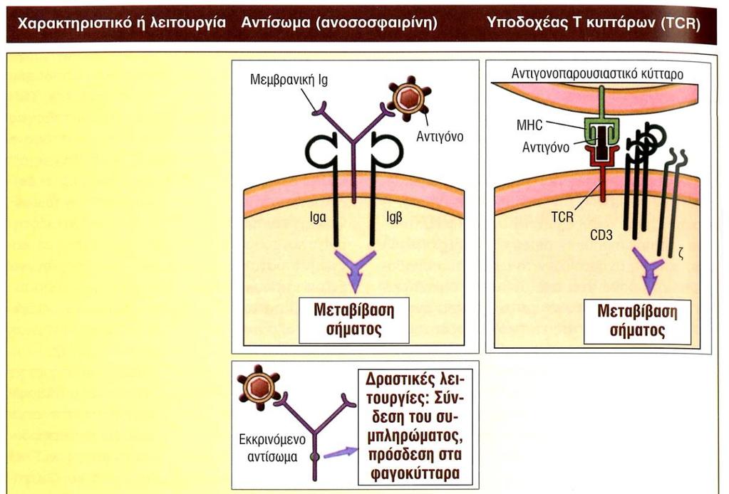 Α.3.6 ΑΝΑΓΝΩΡΙΣΗ ΤΟΥ Ag ΑΠΟ ΤΟ ΣΥΣΤΗΜΑ ΤΗΣ ΕΠΙΚΤΗΤΗΣ ΑΝΟΣΙΑΣ Τα Ag αναγνωρίζονται από δύο δομικά παρόμοιες γλυκοπρωτεΐνες της μεμβράνης των λεμφοκυττάρων, που είναι οι αντιγονικοί υποδοχείς των Β και