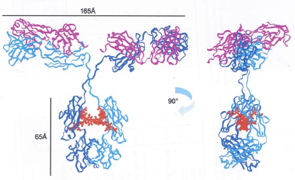 Μοριακά μοντέλα της IgG1βάσει της κρυσταλλικής δομής (4,137). ( The impact of Glycosylation on the Biological Function and Structure of Human Immunoglobulins, J.N.