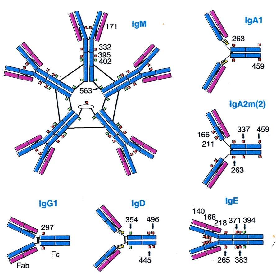 Α.4.3 ΤΑΞΕΙΣ ΚΑΙ ΥΠΟΤΑΞΕΙΣ ΑΝΟΣΟΣΦΑΙΡΙΝΩΝ Διαγραμματική παρουσίαση των IgM, IgA1, IgA2m(2), IgG1, IgD, και IgE που δείχνουν τα LCs (μωβ), HCs (μπλε), την αλυσίδα IgMJ (ροζ) και τις διαλυσιδικές