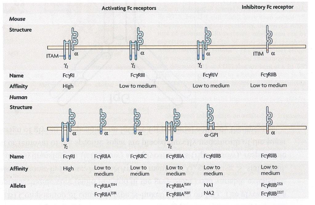 domain),ένα διαμεμβρανικό και ένα κυτταροπλασματικό ή ενδοκυττάριο τμήμα (εικόνα 10). Η οικογένεια των Fc υποδοχέων από τον ποντικό και άνθρωπο της IgG. Υπάρχει συγγένειας υποδοχέας FcγRI.