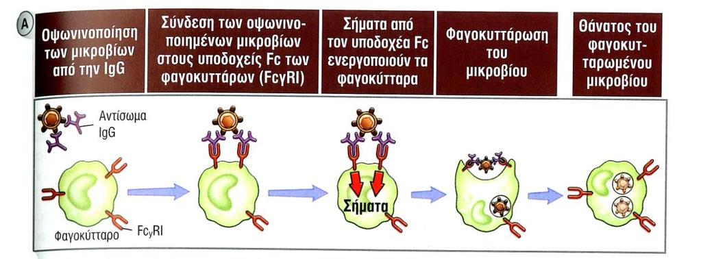 υψηλής συγγένειας υποδοχέα FcγRI (CD64) που εκφράζεται στα μακροφάγα και ουδετερόφιλα. Ενεργοποιούνται έτσι τα φαγοκύτταρα με σήματα που αποστέλλονται λόγω της πρόσδεσης του Fc με τον FcγRI.