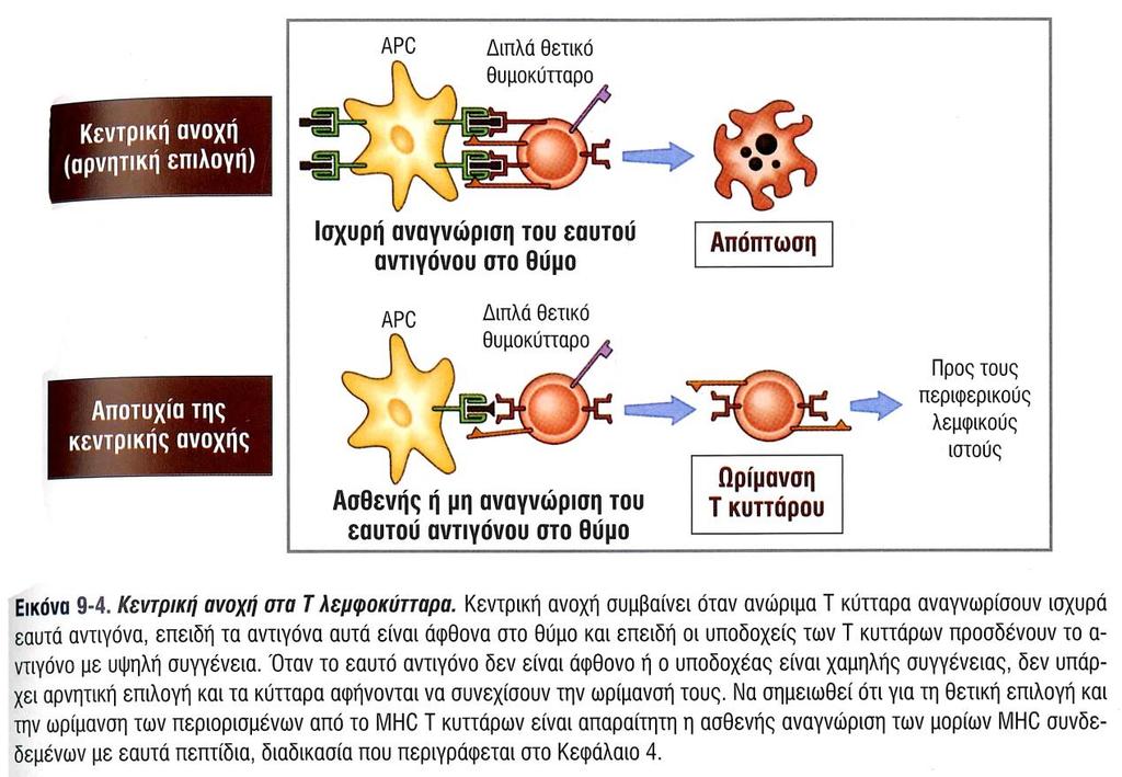 Α.7 ΑΝΟΣΟΑΝΟΧΗ ΚΑΙ ΑΥΤΟΑΝΟΣΙΑ Α.7.1 ΑΝΟΣΟΑΝΟΧΗ Το ανοσιακό σύστημα έχει την ικανότητα να διακρίνει τις ξένες πρωτεΐνες, όπως αυτές που προέρχονται από τα εισβάλλοντα παθογόνα, από αυτές που