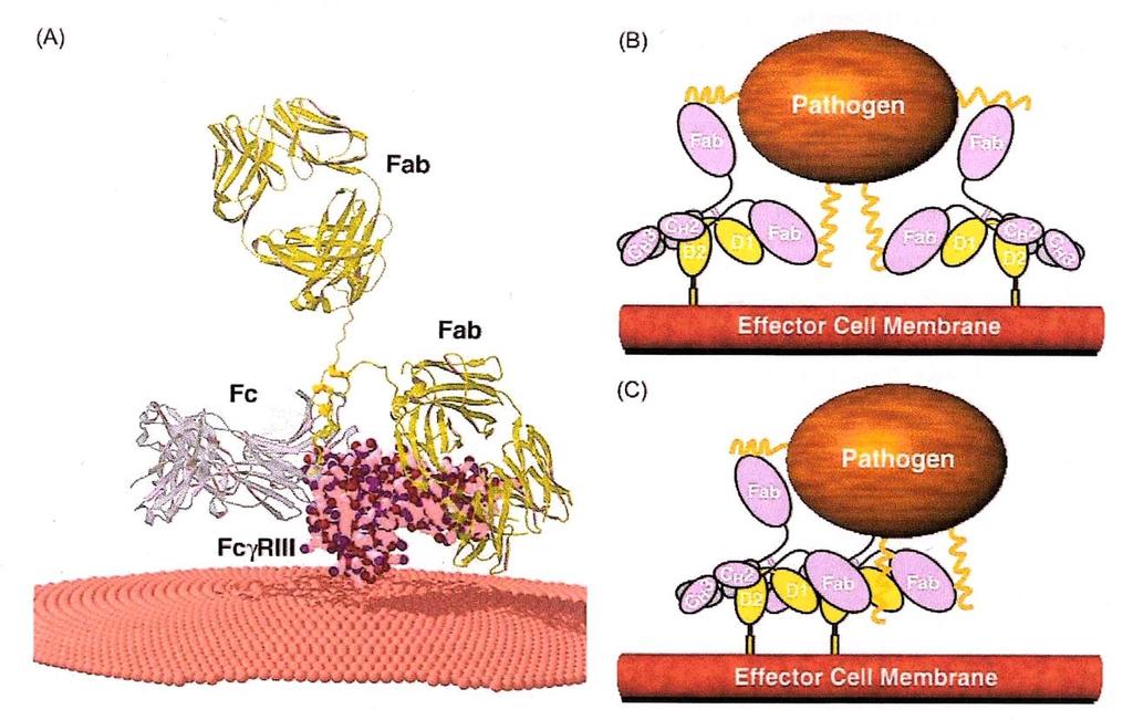 Μοντέλο σύνδεσης αντισώματος FcγRIII και συσσώρευσης που προκαλείται από υποδοχέα σύνδεσης. (Α) ένα άθικτο μοντέλο σύνδεσης αντισώματος FcγRIII.