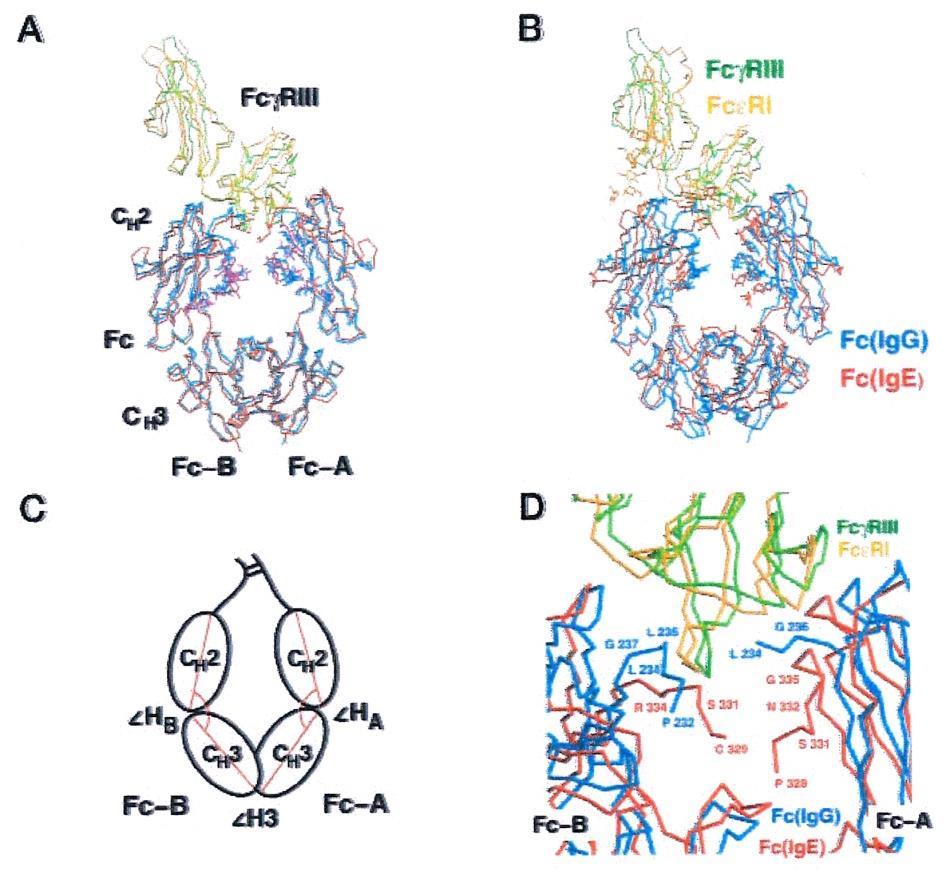 ( The Structure of a Human Type III Fcγ Receptor in Complex with Fc Sergei Radaev et al.