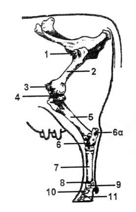 Σκελετός οπισθίων άκρων Σκελετός οπισθίων άκρων (1: κατ ισχίον άρθρωση, 2: μηριαίο οστό, 3: επιγονατίδα, 4: κατά γόνυ άρθρωση (μηροκνημιαία), 5: κνήμη, 6: οστά ταρσού, 6 α : οστό πτέρνας, 7: