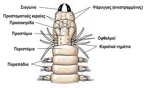 (σμήριγγες) - Παρουσιάζουν παγκόσμια εξάπλωση Σχέδιο οργάνωσης του Σώματος Κεφάλι: Αποτελείται από 2 μέρη (προστόμιο και περιστόμιο) Μεταμερικό σώμα: Ακολουθεί το κεφάλι και φέρει τα μεταμερή