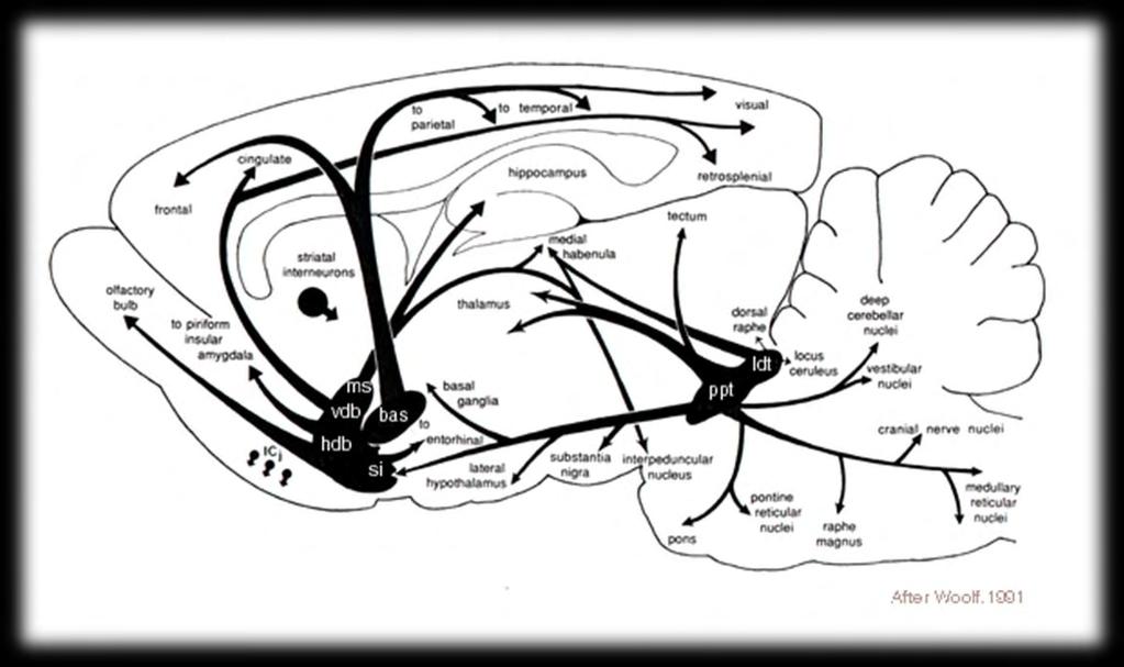 Εικόνα 8: Τα μονοπάτια του κεντρικού χολινεργικού συστήματος (Woolf 1991) Ακετυλοχολινεστεράση (AChE) Ένα από τα αντικείμενα μελέτης της παρούσας εργασίας είναι η επίδραση του εκχυλίσματος οξικού
