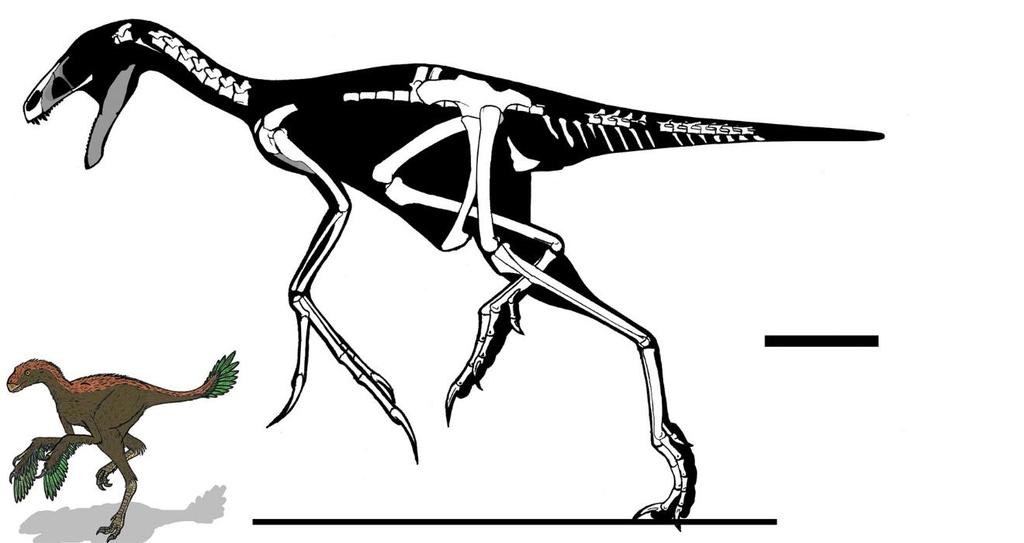 Φτερωτοί Δεινόσαυροι 2 Εικ. 5. Protarchaeopteryx Στην Protarchaeopteryx του Κ. Κρητιδικό (124.