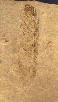 Αρχαιοπτέρυγα 1 Η Archaeopteryx lithographica από Solnhofen Γερμανία -Ανω Ιουρασικό (~150 Ma) αντιπροσωπεύει την πιο εμβληματική μορφή που συνδέει δεινόσαυρους με πτηνά.