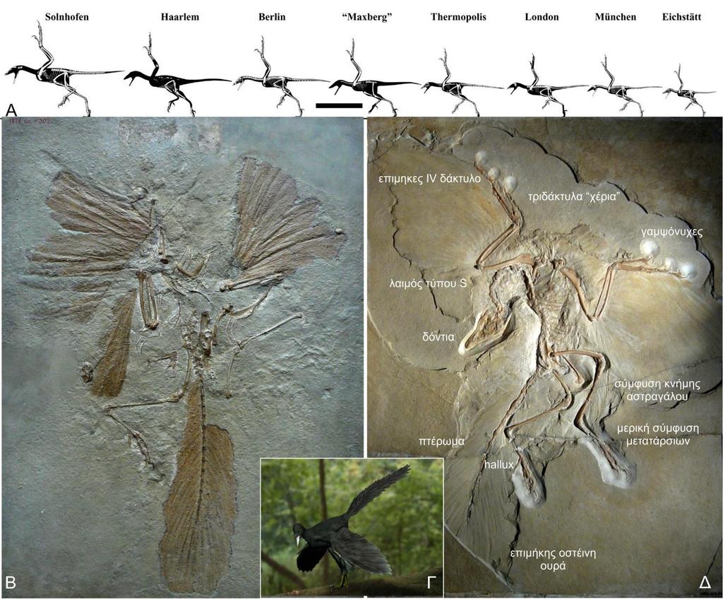 Αρχαιοπτέρυγα 2 Χαρακτήρες Δεινόσαυρου Τριδάκτυλα «χέρια» Δόντια Ουρά Νύχια Προς τα πίσω ισχίο Χαρακτήρες Πτηνού Επιμήκη δείκτη