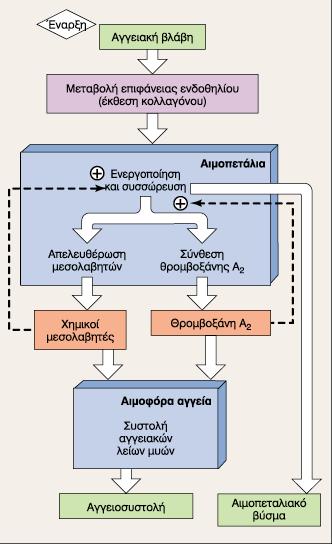 Σχηματισμός αιμοπεταλιακού θρόμβου & αγγειοσυστολή Αγγειοσυσταλτική ιδιότητα των αιμοπεταλίων (ΤΧΑ2 και άλλοι εκκρινόμενοι παράγοντες) ü συστολή αιμοπεταλίων συστολή της ακτίνης και