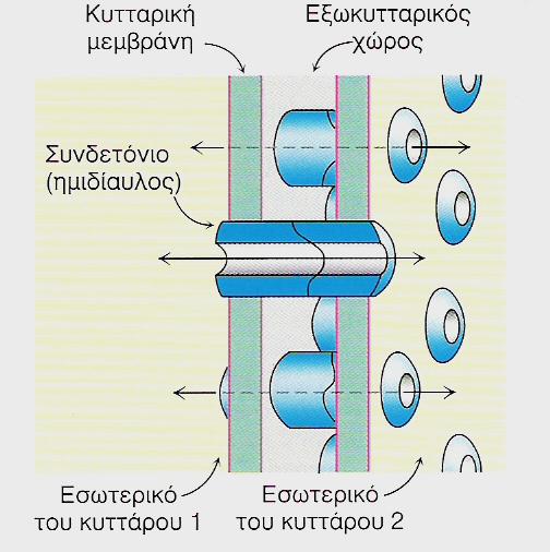 Χασµατοσύνδεση 6 συνδετίνες = 1 συνδετόνιο 2