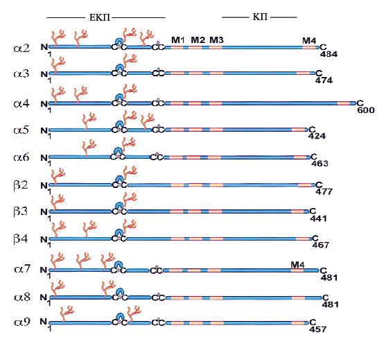Εισαγωγή Α. Β. Εικόνα 3. Σχηματική αναπαράσταση νευρικών nachrs. (Α) Αναπαράσταση της πρωτοταγούς δομής των υπομονάδων τύπου α (α2-9) και β (β2-4) του νευρικού nachr.