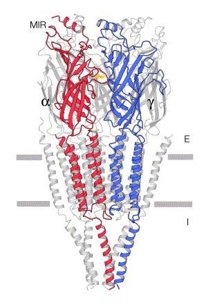 Εισαγωγή Α. Θέσεις πρόσδεσης Β. ACh Γ. Β θηλιά C θηλιά Ε Ι Εικόνα 10. Δομή του μυϊκού τύπου nachr.